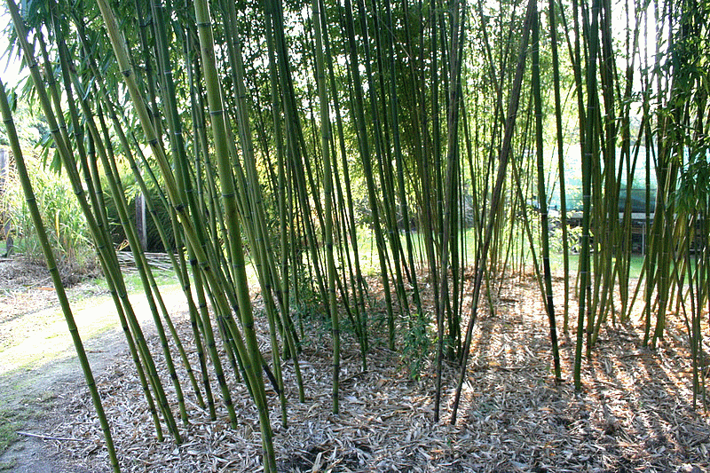 bambou_bambu_bamboo_sustainable_development_agriculture